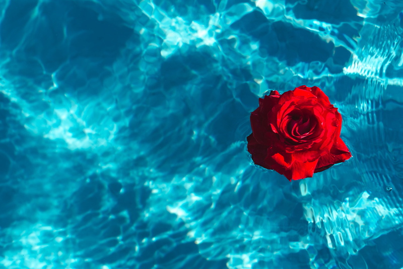 outdoors, reflection, turquoise colored, garden, pool, aqua, rose - flower, petal, no people, flower head, summer, high angle view, water, red, warm, flower