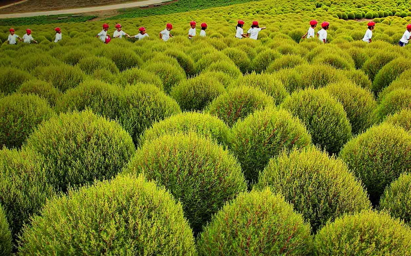 large group of people, flowering plant, 1080P, environment, japan, men, real people, beauty in nature, hitachinaka, growth, d, women, green color, seaside