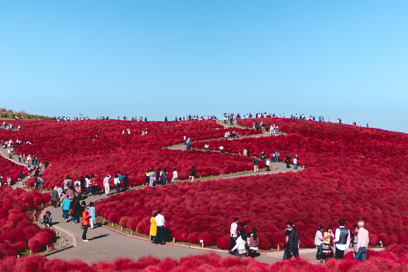 flower, women, group of people, lifestyles, tokyo, people, blue, japan, nature, leisure activity, blue sky, bush, high angle view, road, red, adult, day