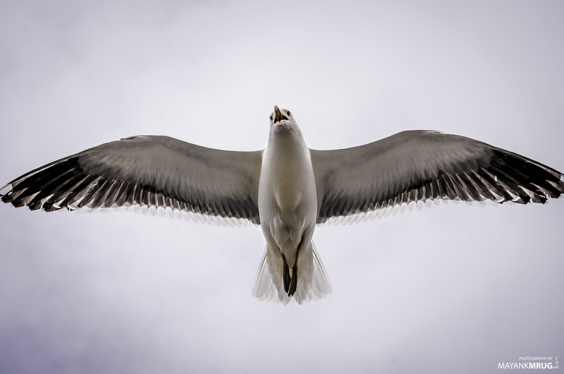 sky, flying, animal themes, animal wing, nature, animals in the wild, animal, 4K, day, animal body part, seagulls, seagull, winter, birds, low angle view