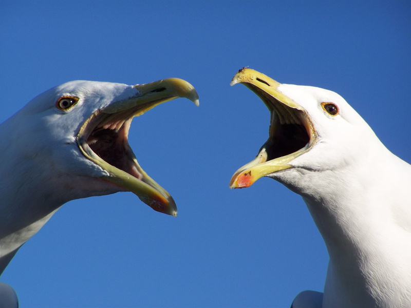 eagle, close-up, mouth, animal themes, aggression, animal, animals, animals in the wild, animal wildlife, clear sky, no people, nature, two animals, animal body part