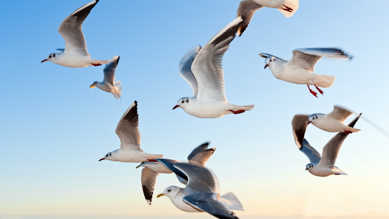 Flying, 4K, flock, seagull, Seagulls