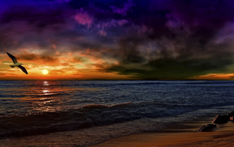 tranquil Scene, photoshop, vacations, seagull, orange color, sunlight, horizon Over Water, sun, water, gull, pacific Ocean, white, dark, landscape, sea