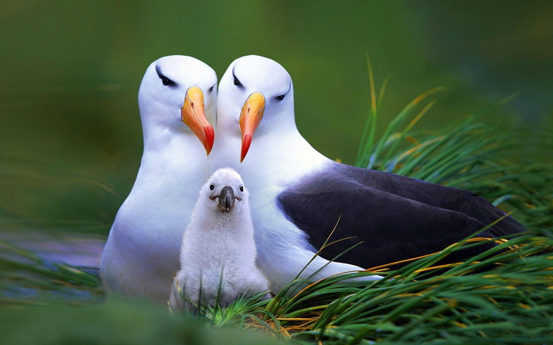 bird, seagulls, 1080P, animals, family, seagull, 1920x1200