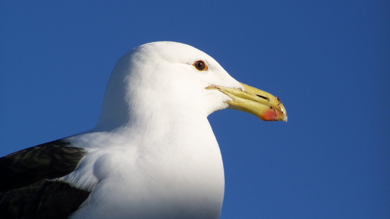 birds, seagulls, animals, 2K