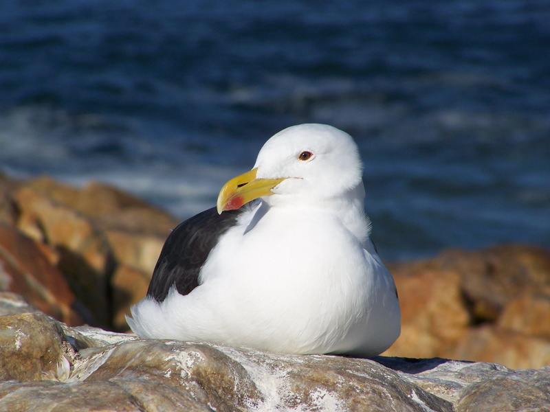 portrait, birds, seagull, animals in the wild, rock, rock - object, solid, one animal, bird, sea, seagulls, day, animal wildlife, white color, animal, nature