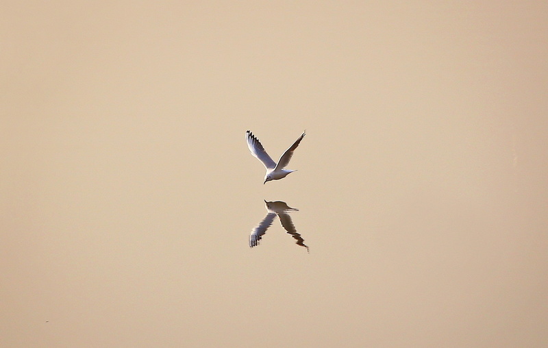 seagulls, reflection, animals, minimalism, 1080P, birds, simple background