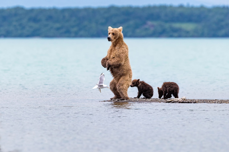 animal, animals in the wild, sea, nature, day, group of animals, mammal, young animal, animal themes, bear, selective focus, animal wildlife, vertebrate