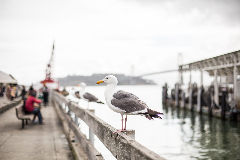 san, architecture, San Francisco, vertebrate, birds, post, perching, sea, treasure island, built structure, city, bridge - man made structure, sky, fishing