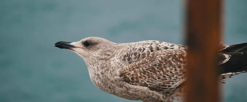 falcon - bird, beak, animals in the wild, no people, vertebrate, focus on foreground, side view, selective focus, 720P, water, animal, day, bird, animal wildlife