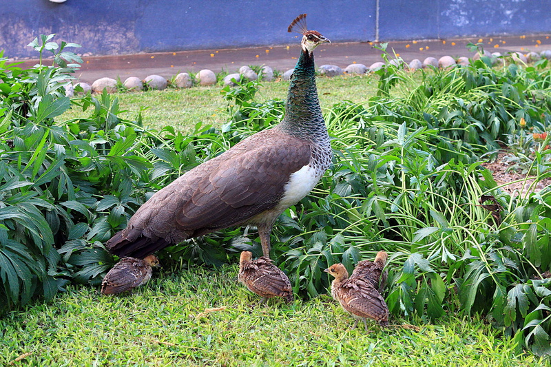 vertebrate, no people, outdoors, animal, animal family, bird, animals in the wild, group of animals, birds, green color, water, 5K, animals, beauty in nature