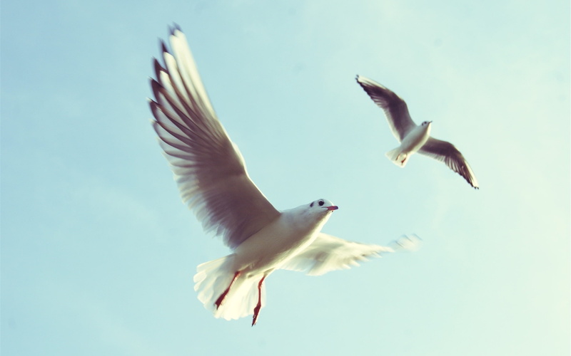 Birds, Wings, Sky, Seagulls, 2K, Flight