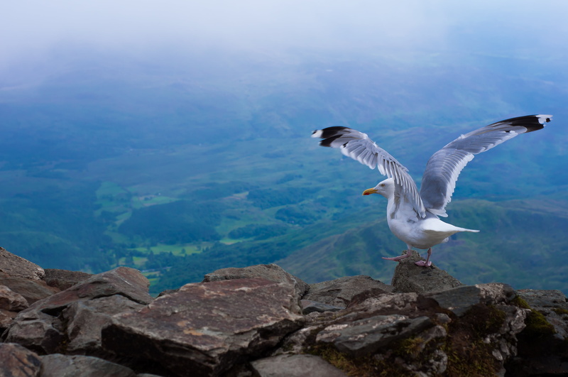 larus, animal, bird, nature, sea Bird, seagull, black, gull, outdoors, argentatus, rock, 4K, formation, wildlife, flying, sea
