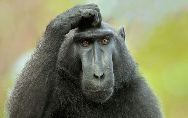 macaque, black crested macaque, 1080P, animals, monkey, black, crested, 1920x1200
