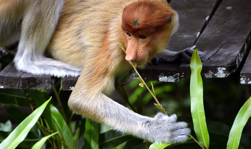 close-up, animal themes, vertebrate, focus on foreground, leaves, one animal, animal, animal wildlife, long-nosed, nature, indonesia, no people, bekantan