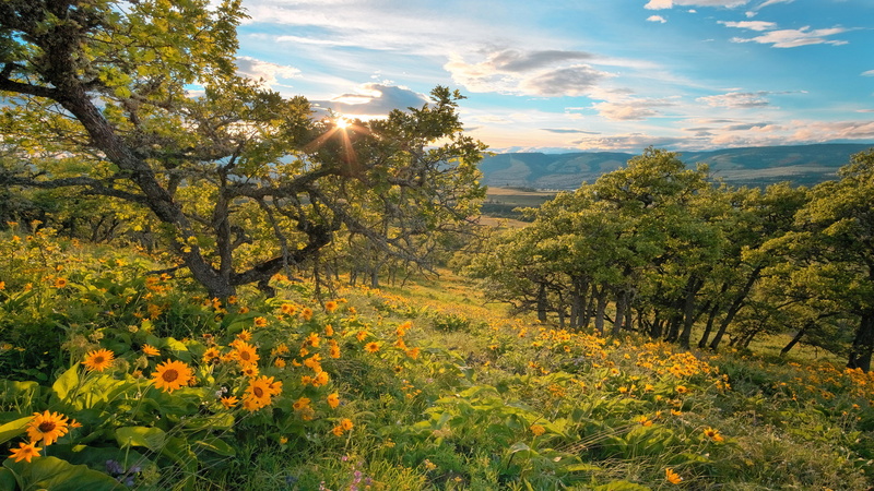 hd, wild, gorge, crest, flower, 2K, landscape, columbia, river, oregon, rowena