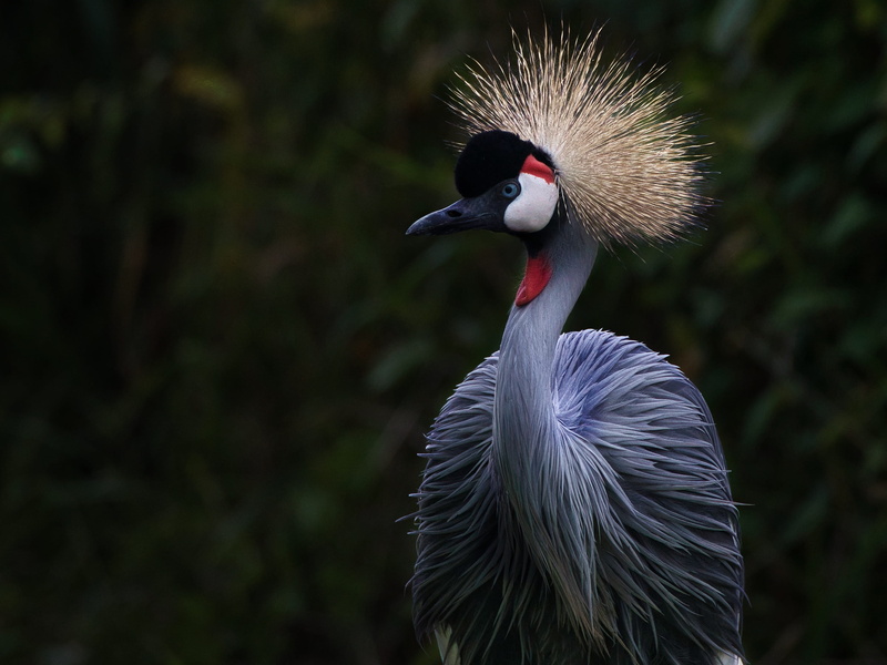 nature, photo, large, close-up, gray, crane - bird, birds, feather, bird, animal themes, migratory birds, day, 2K, portrait, animals crest, outdoors, one animal