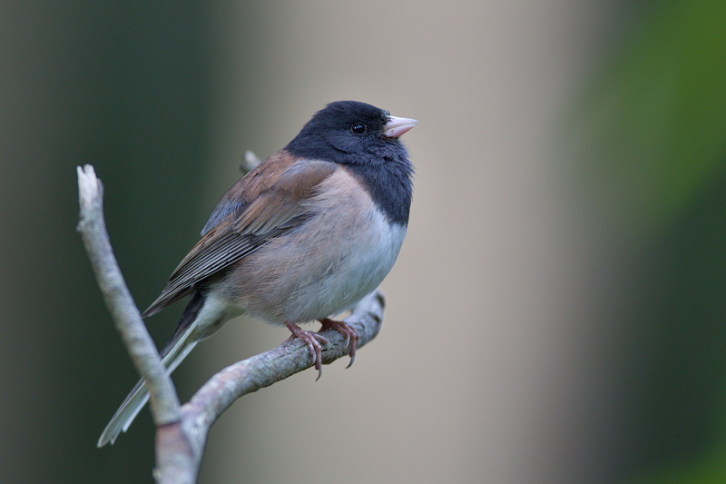 Dark-eyed Junco, f/4, birding, song birds, male, Golden Gate Park, eyed, USM, perching, animal, San Francisco  California, birdwatching, dark, bird, wild