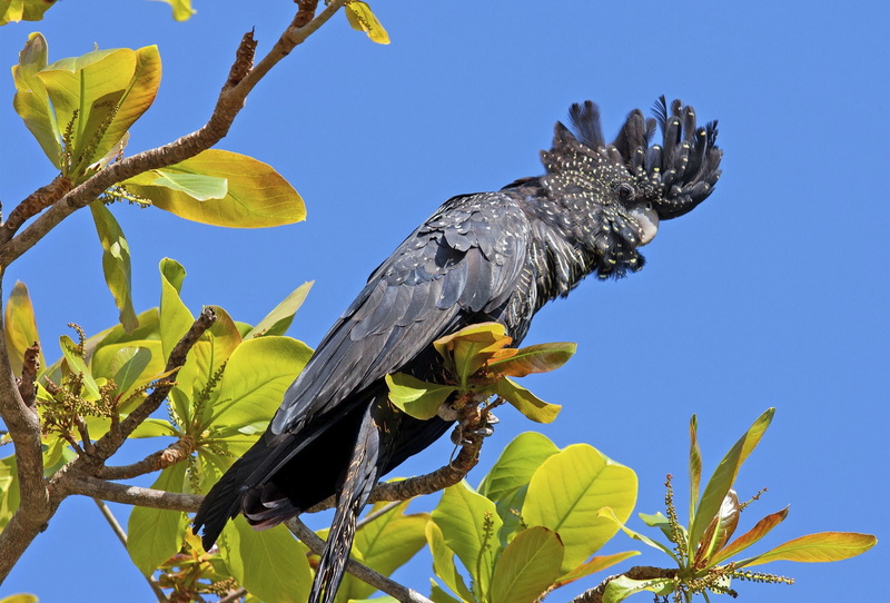 tree, leaves, Bird, parrot, sky, crest, branch, chery, 1080P