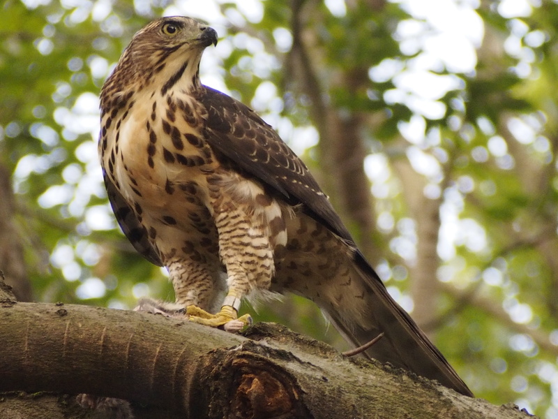 nature, animals in the wild, brown, branch, vertebrate, bird of prey, outdoors, eagle, no people, wood - material, bird, tree, 4K, animal, plant, crested
