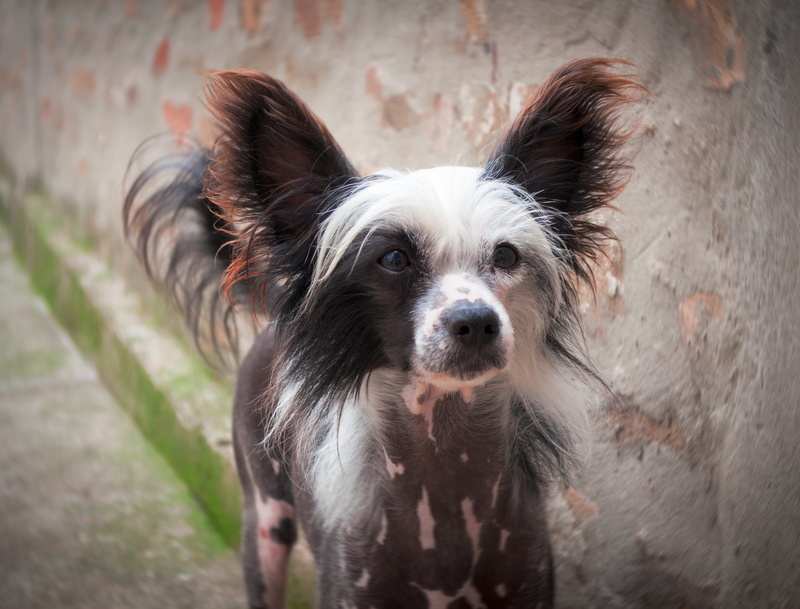 puppy, looking at camera, animal, no fur, black dog, 2K, young dog, canine, standing, animal hair, chinese crested dog, domestic animals, exotic dog, vertebrate