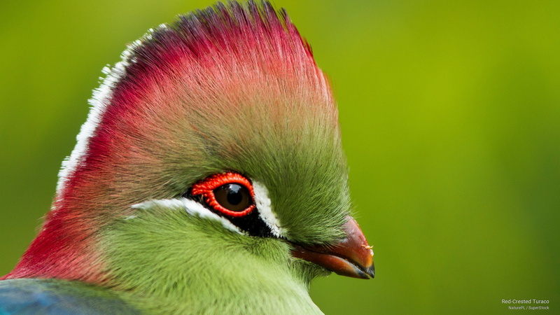 crested, turaco, red, 2K, Birds