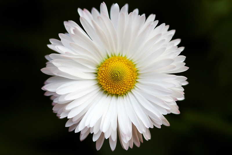 flower head, focus on foreground, pollen, flower, plant, white color, daisy, no people, flowering plant, freshness, nature, fragility, daisy 4k  downloard