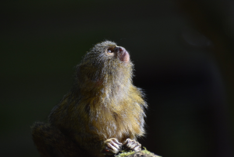 nature, animal head, creature, sweet, fur, no people, animal body part, night, looking away, black background, bird, animal themes, one animal, marmoset