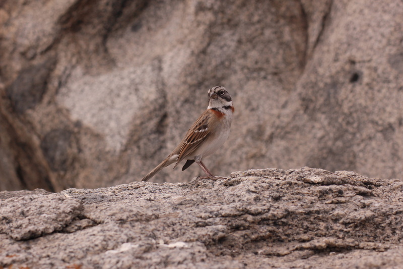 chile, isla dama, one animal, focus on foreground, isla damas, small, ave, nature, rock, pajaro, sparrow, outdoors, animal themes, punta de choros, solid