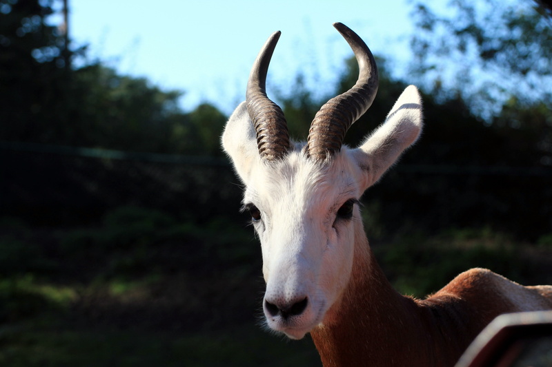 snout, creature, nature, animal body part, no people, day, livestock, animal themes, animals, gazelle type, vertebrate, close-up, domestic, nanger dama