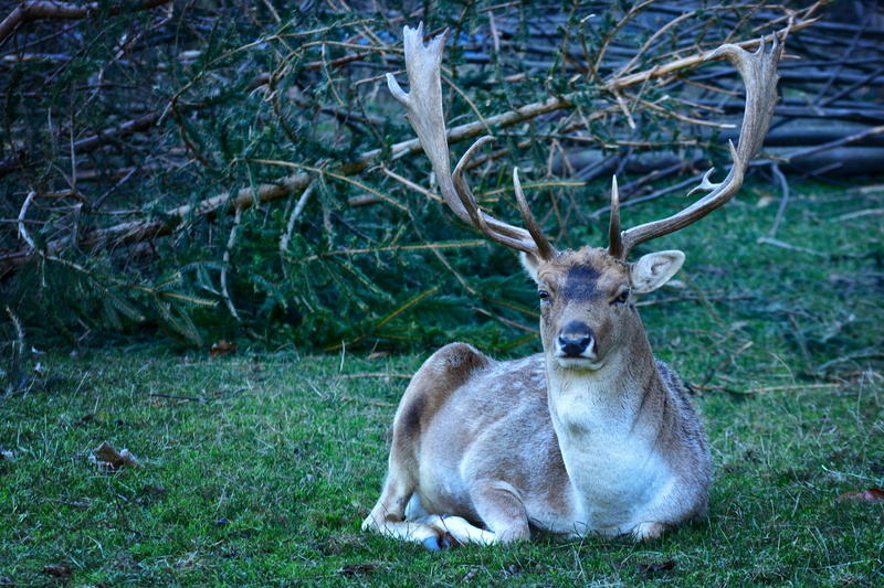 herbivorous, deer, dama dama, day, lying, grass, no people, wild animal, plant, laying, green color, one animal, antler carrier, hirsch, antler, animal themes