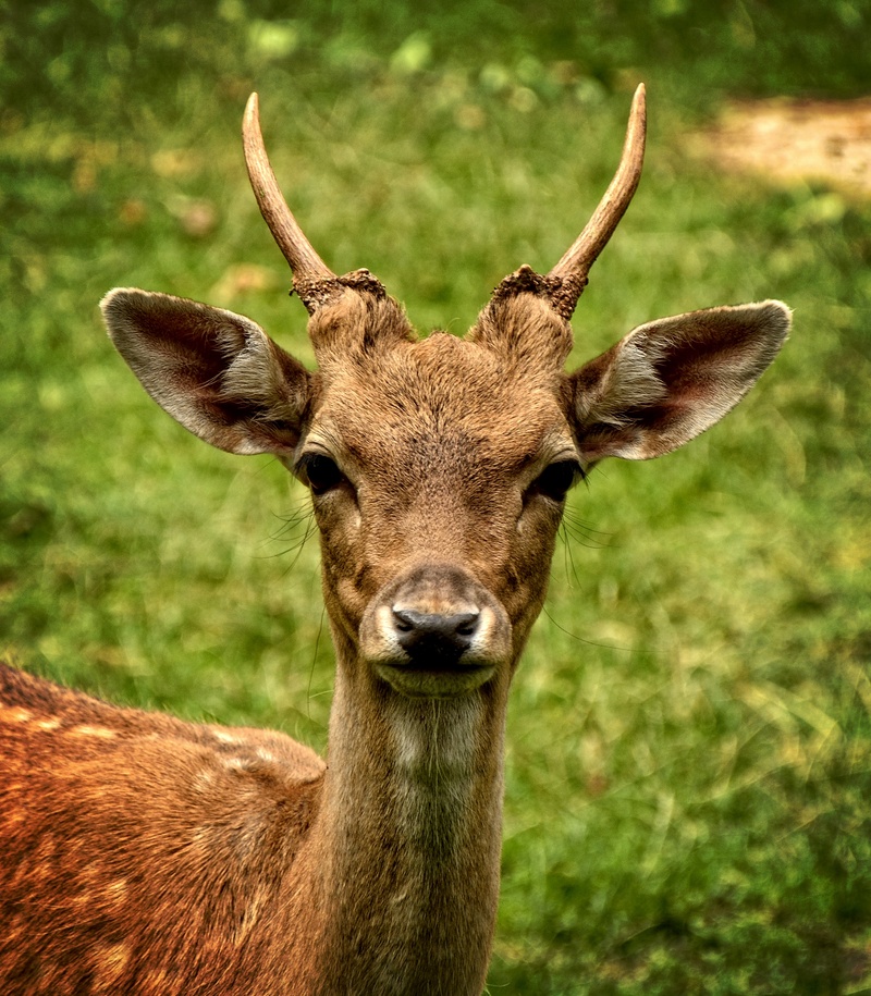 outdoors, animal themes, mammal, deer, one animal, nature, animal wildlife, day, damtier, head, horned, animals in the wild, domestic animals, wild animal