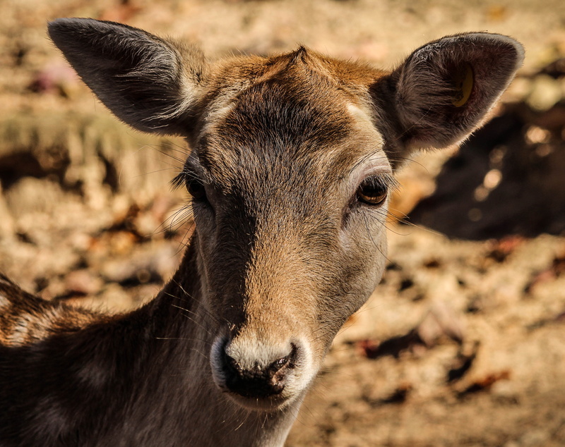 animal, vertebrate, domestic animals, herbivorous, close-up, animal themes, looking at camera, animal head, zoology, young animal, 4K, shallow, cervidae