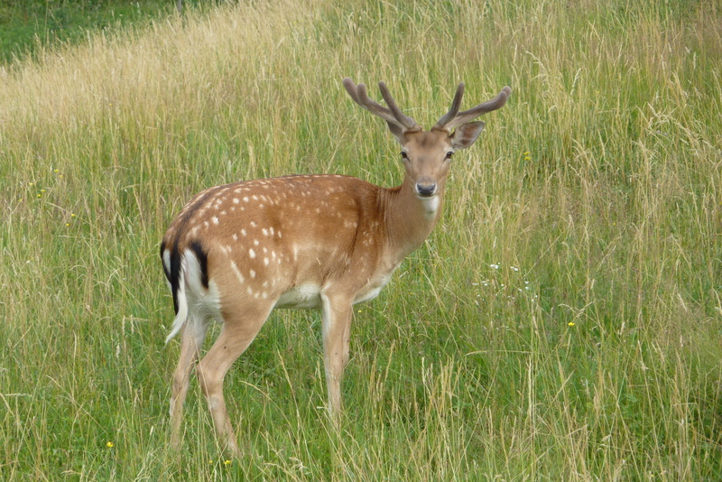 animal themes, cervid, standing, dama dama, land, vertebrate, animal wildlife, plant, fallow deer, animals in the wild, portrait, animal, nature, one animal