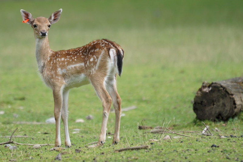 doe, animal themes, fawn, animals In The Wild, side view, land, dama dama, brown, vertebrate, full length, focus on foreground, animal, nature, grass, young animal