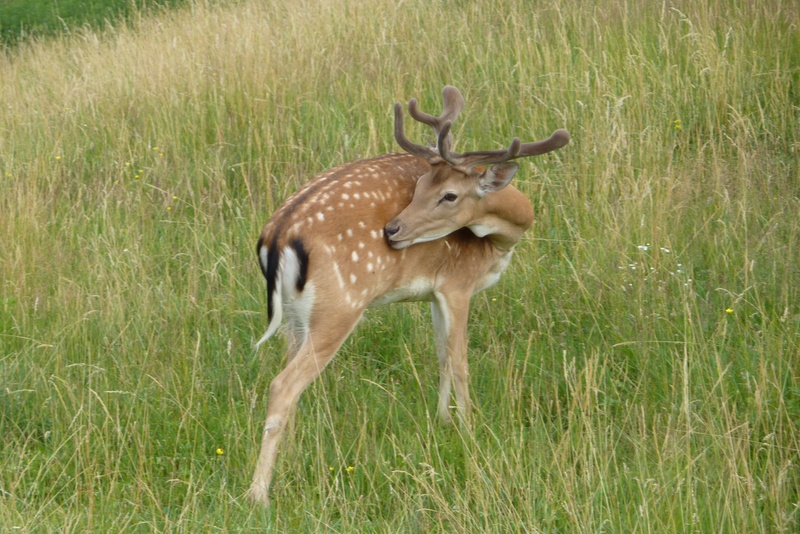 animal wildlife, deer, dama dama, one animal, green color, cervid, profile view, animal themes, herbivorous, land, horned, animal, field, standing, no people
