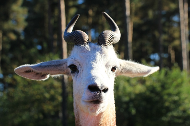 paarhufer, domestic animals, vertebrate, creature, focus on foreground, portrait, gazelle type, no people, animal neck, bovidae, looking at camera, animals