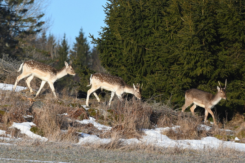 nature, grass, herbivorous, buck, no people, stag, herd, land, deer antlers, animal, growth, field, vertebrate, tree, plant, animals in the wild, snow