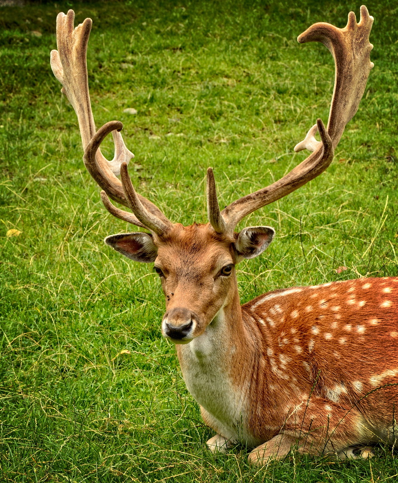 rest, lying, nature, antler carrier, no people, meadow, one animal, fawn, mammal, outdoors, hirsch, herbivorous, green color, animals in the wild, animal