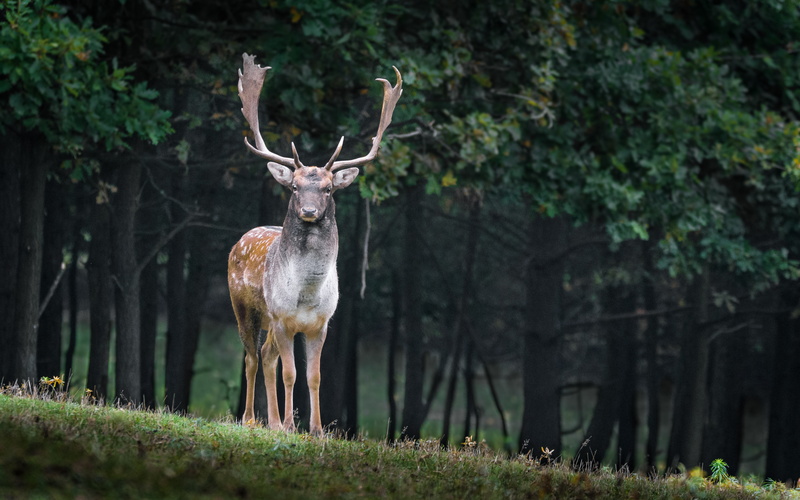 nature, 5K, wild, antlers, sunset, mammal, fallow, autumn, forest, deer, male, dama, animal