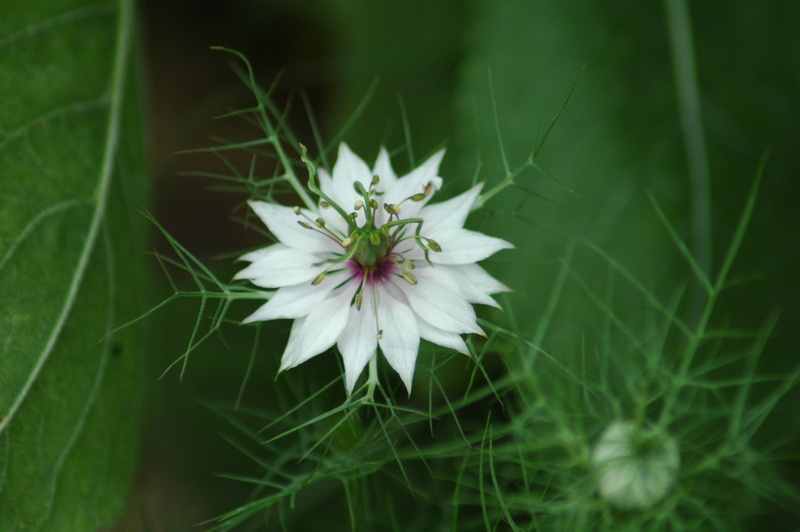 inflorescence, summer, vulnerability, flower, flora, spring, beauty in nature, 2K, green color, pollen, petal, field, flowering plant, selective focus