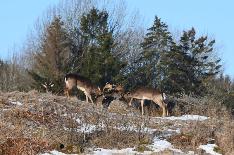 animal themes, dama dama, outdoor, plant, nature, butting, skovelhorn, beautiful, herbivorous, vertebrate, snow, land, deer, outdoors, forest, no people