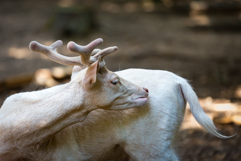 photography, no people, horned, animal wildlife, forest, focus on foreground, outdoors, focus, land, selective, beige, herbivorous, White, animals in the wild