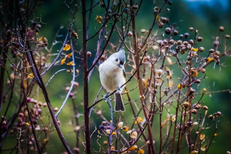ornithology, branch, tuffed tittmouse, brown, sunlight, leaf, outdoors, focus on foreground, wildlife, animals in the wild, one animal, vertebrate, perching