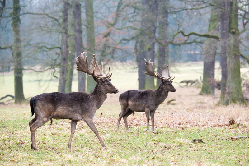 herbivorous, animal themes, field, mammal, grass, outdoors, fallow deer, antler, animal, group of animals, beauty in nature, nature, 1080P, dama dama