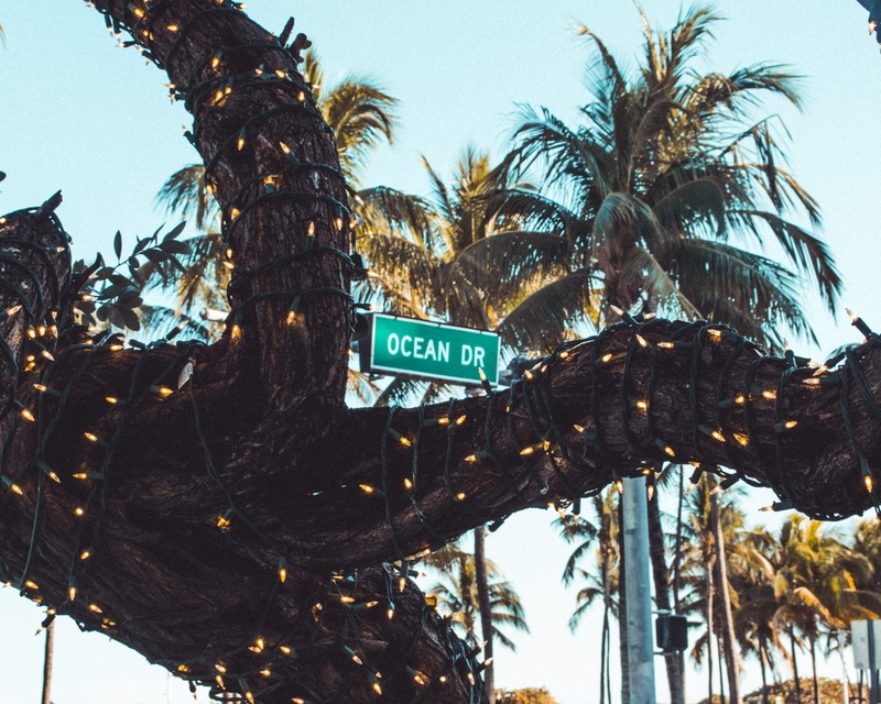 plant, drive, usa, stopsign, nature, information sign, outdoors, trunk, miami, information, urban, text, tree, palm leaf, day, communication, 2K, building