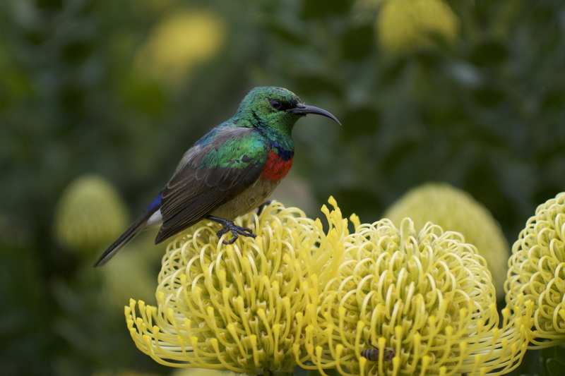 fragility, black, one animal, flower head, plant, multi Colored, animals In The Wild, flower, growth, animal, yellow, 4K, red, perching, tropical Climate