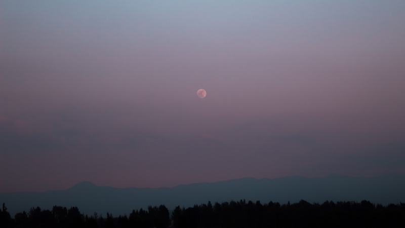 tree, mexico city, environment, atardecer, landscape, idyllic, night, space, arboles, tranquility, planetary moon, plant, astronomy, tranquil scene, colores