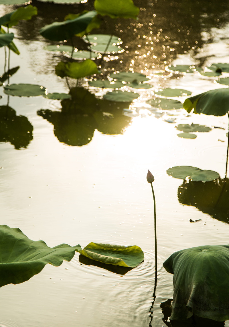 4K, vietnam, floating on water, lake, west lake, day, water lily, outdoors, beauty in nature, lotus, green color, high angle view, no people, plant, nature