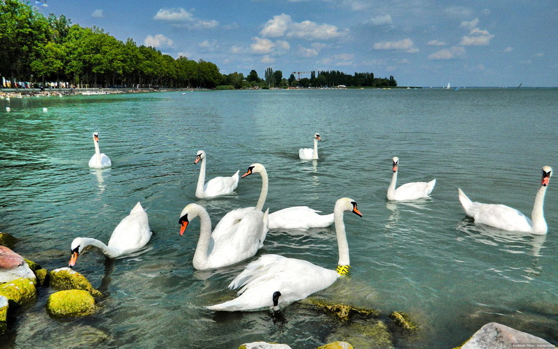 Hungary, animal themes, flock of birds, day, plant, large group of animals, Swan, bird, water, animals in the wild, lake, 1080P, group of animals, birds